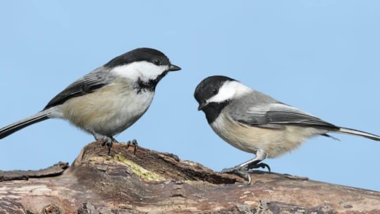 Nuthatch vs Chickadee: Hva er forskjellene?