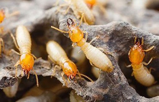 Feilfri skadedyrkontroll Sydney avslører de tydelige tegnene på termittangrep i Sydney og praktiske løsninger for å kontrollere skadedyr.