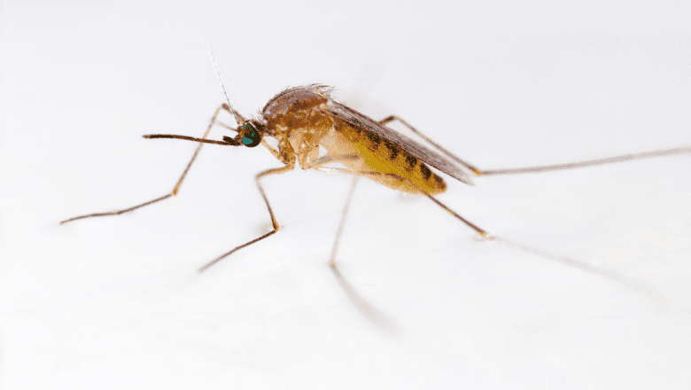 3 mygg i Singapore å holde seg unna